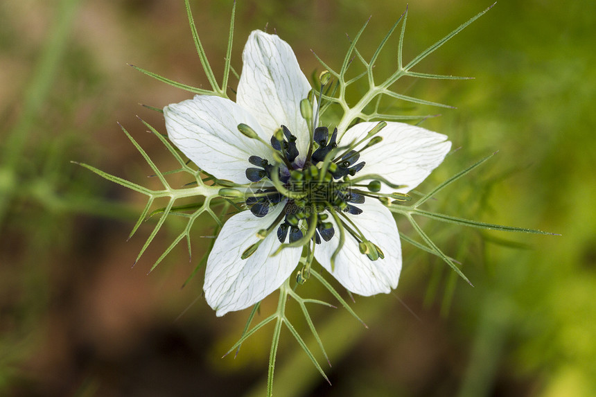 爱情主义者植物黑种草宏观花瓣绿色白色野花迷雾美丽植物学图片