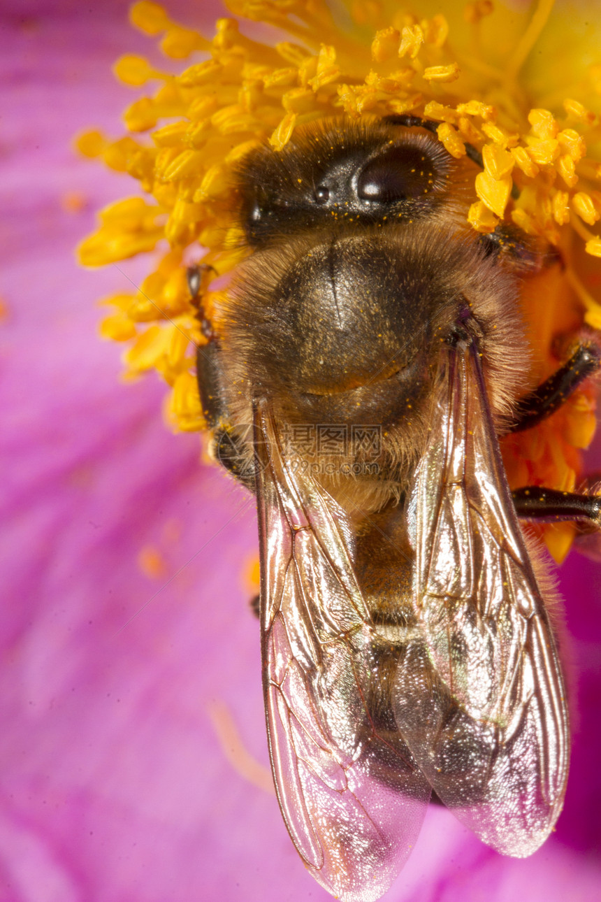 欧洲蜜蜂美利费拉养蜂翅膀动物宏观花蜜粉色昆虫图片