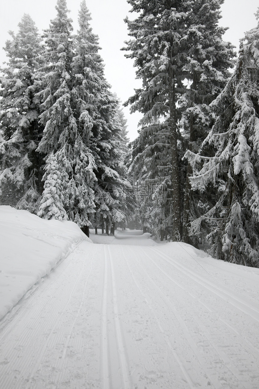 冬季森林踪迹场景树木爬坡木头冻结远足松树情绪冻伤图片