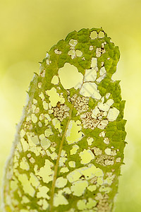 被毛虫咀嚼的叶子植物害虫昆虫疾病植物群环境植物学破坏绿色背景图片