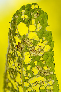 被毛虫咀嚼的叶子环境昆虫植物学植物群疾病植物害虫绿色破坏背景图片