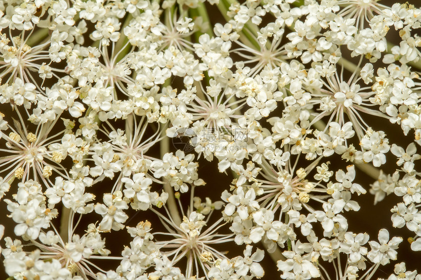 野胡萝卜花花主教蕾丝植物植物学鸟类宏观植物群荒野图片