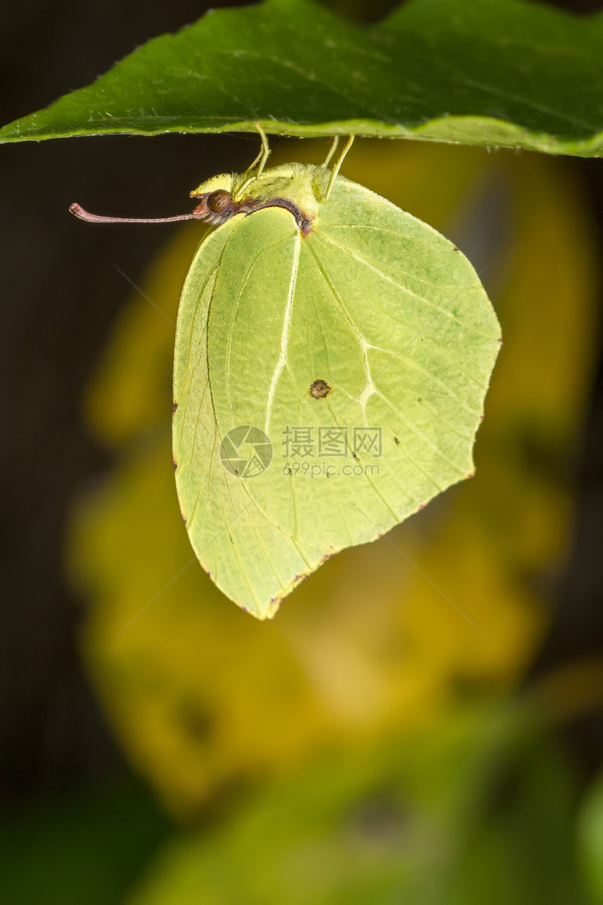 Gonepteryx 蝴蝶昆虫宏观植物叶子翅膀动物群图片