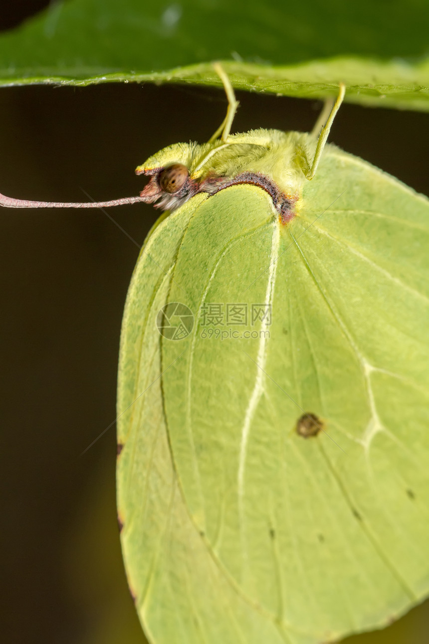 Gonepteryx 蝴蝶昆虫植物翅膀宏观动物群叶子图片