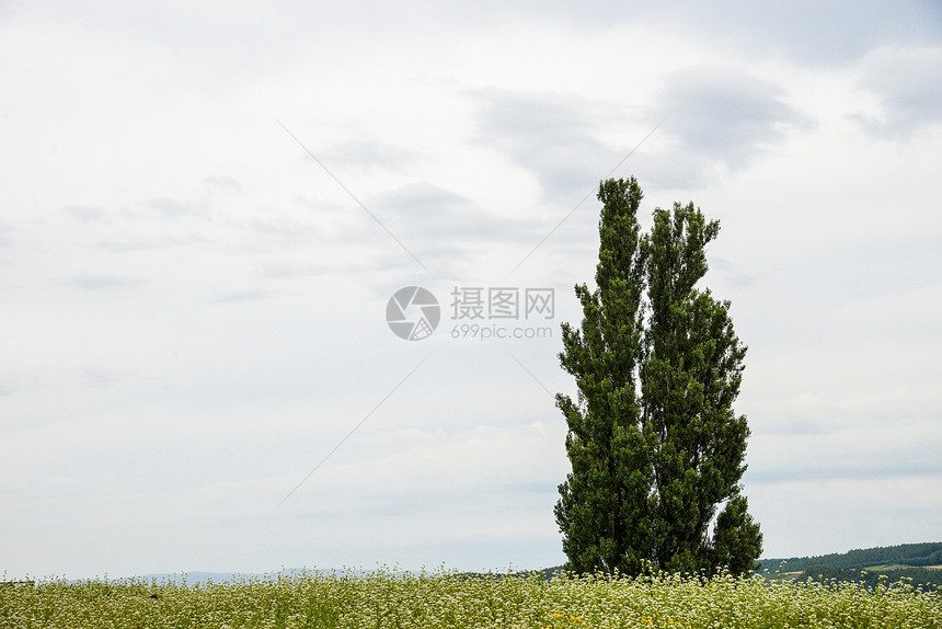 花地土豆田里的一棵鲜花树3图片