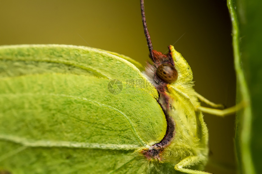 Gonepteryx 蝴蝶昆虫翅膀植物动物群宏观叶子图片