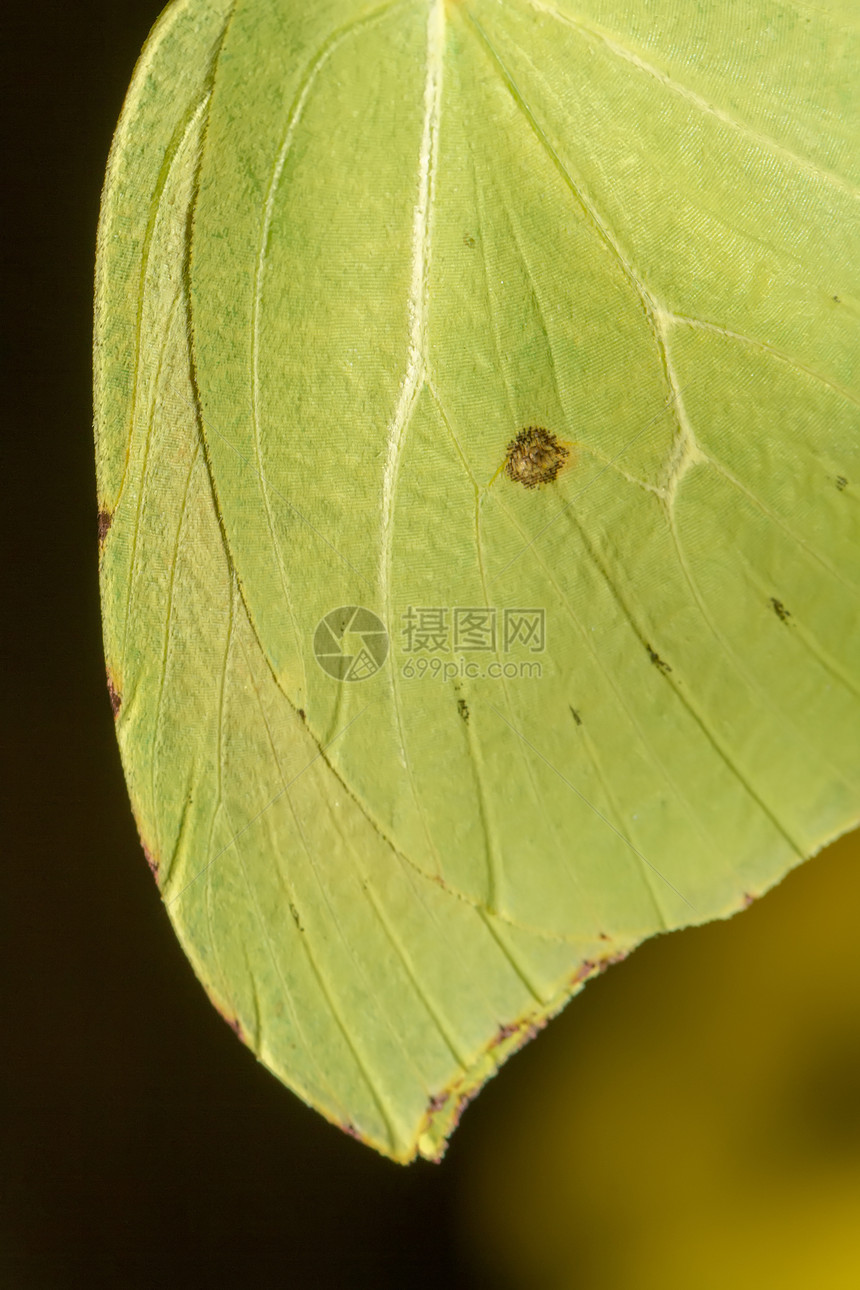 Gonepteryx 蝴蝶昆虫动物群植物翅膀宏观叶子图片