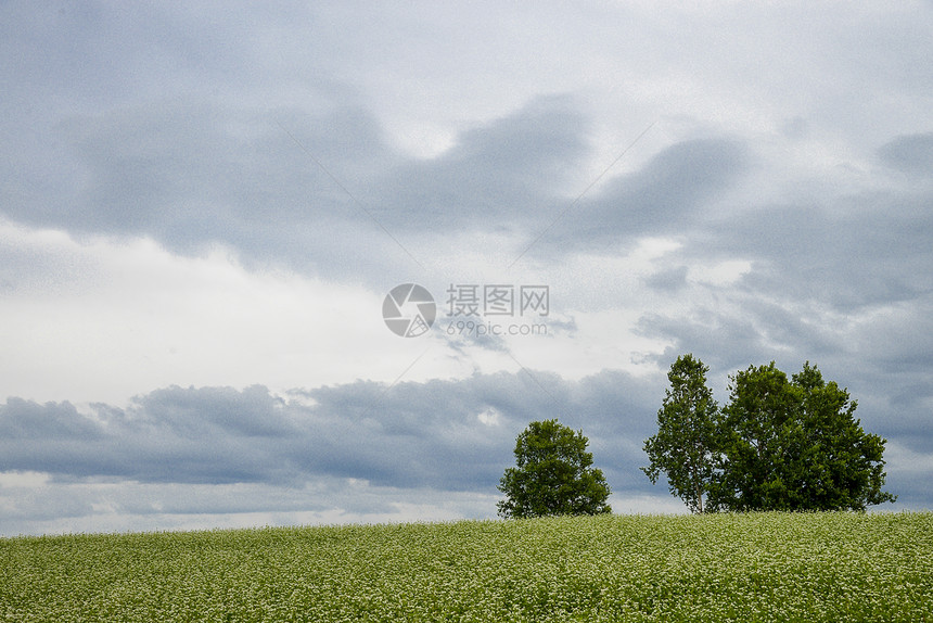 花地土豆田里的花木丛树2图片