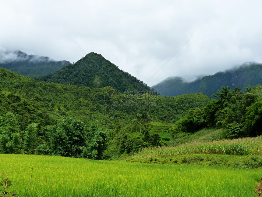 稻米田文化食物收成生态曲线环境地面农场成长梯田图片