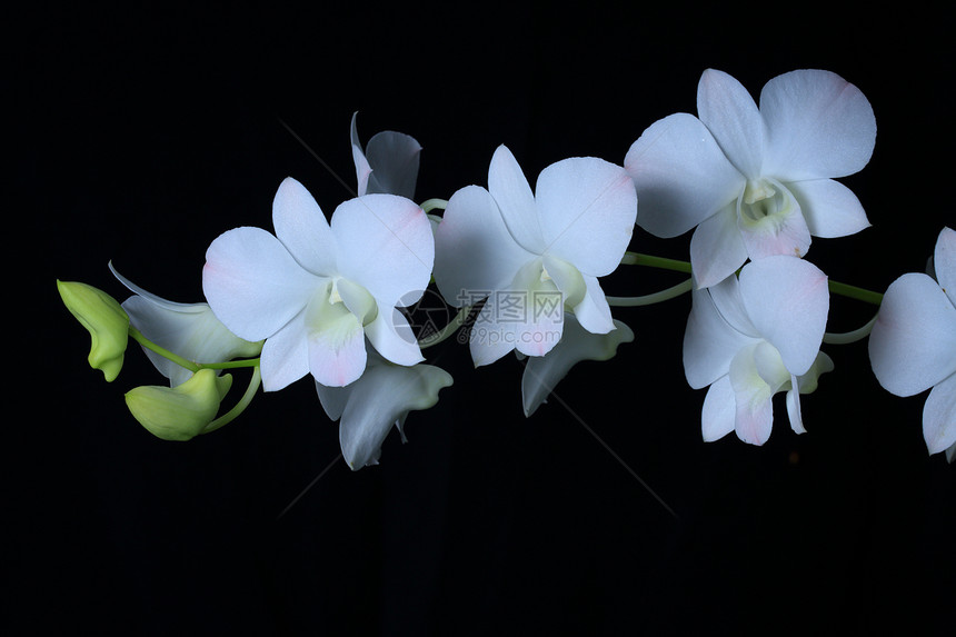 兰花花瓣花园花朵植物学绿色花束美丽黑色热带白色图片
