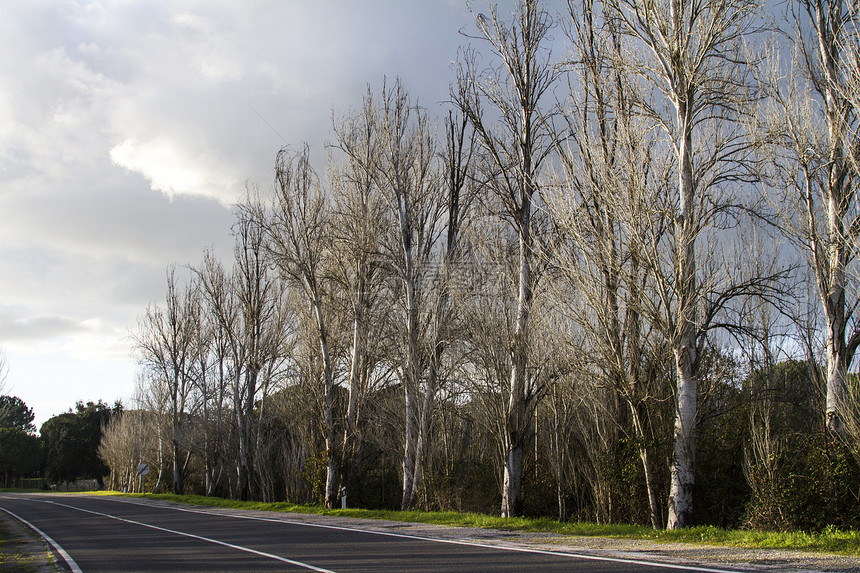无叶树高的沥青路场景交通天空农村乡村多云曲线风景运输树木图片
