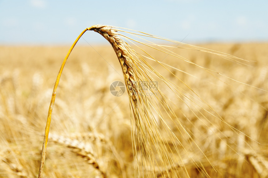 小麦的金子耳朵农村玉米食物场地培育植物农场国家粮食季节图片