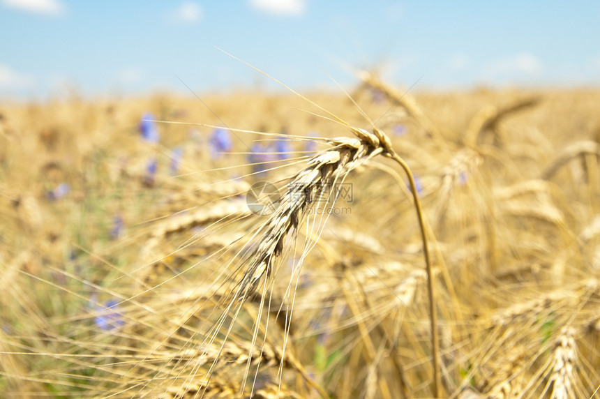 以小麦耳朵为花朵收成土地橙子场地稻草金子农村培育国家种子图片