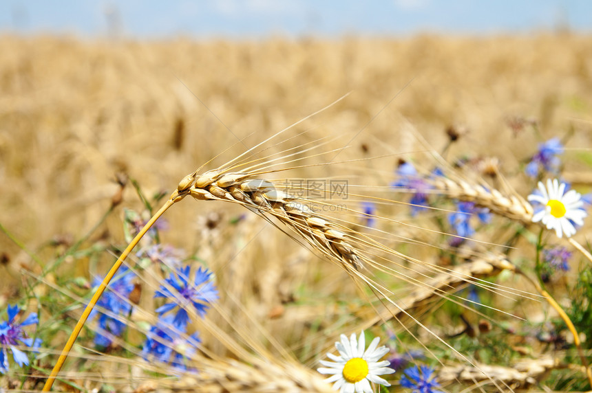 以小麦耳朵为花朵面包环境橙子地平线农村粮食培育金子国家阳光图片