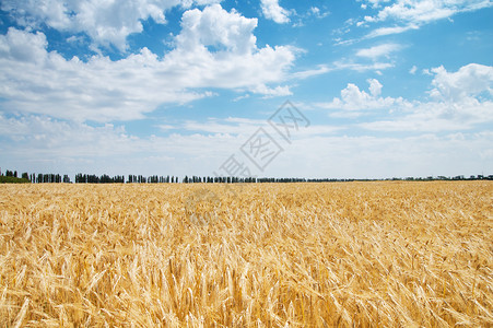 西乌克兰小麦环境高清图片