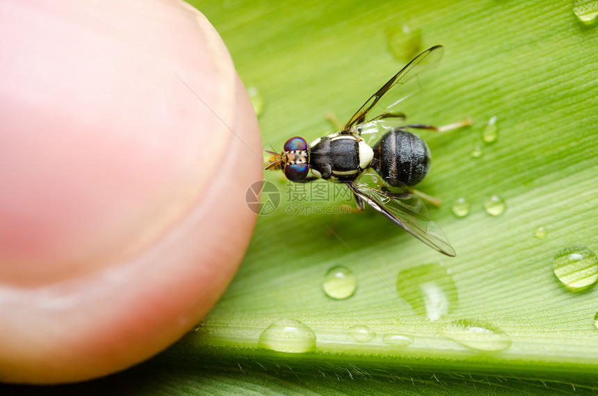 性质中的 Hover 文件翅膀宏观昆虫花蝇苍蝇黄色水果野生动物图片