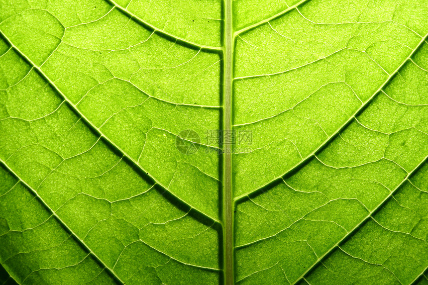 绿叶静脉桦木阳光绿色情调植物群宏观叶子生活网格植物学图片