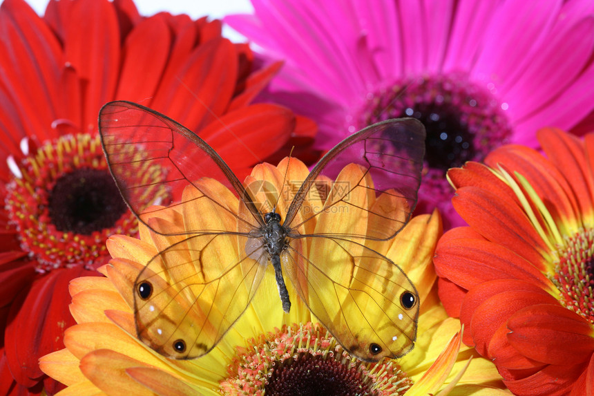 鲜花上美丽的蝴蝶花园圆圈植物群季节雏菊植物学生活植物格柏礼物图片