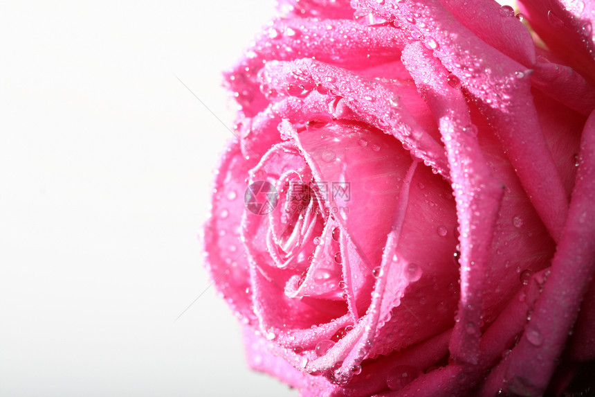 湿粉粉红色美丽玫瑰大型闭合礼物庆典植物纪念日花园花瓣周年植物群宏观热情图片