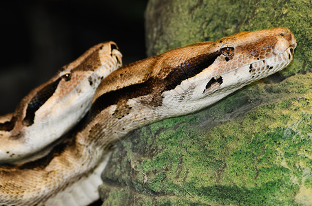 颗粒爬行动物捕食者爬虫荒野蟒蛇野生动物动物园鳞状背景图片