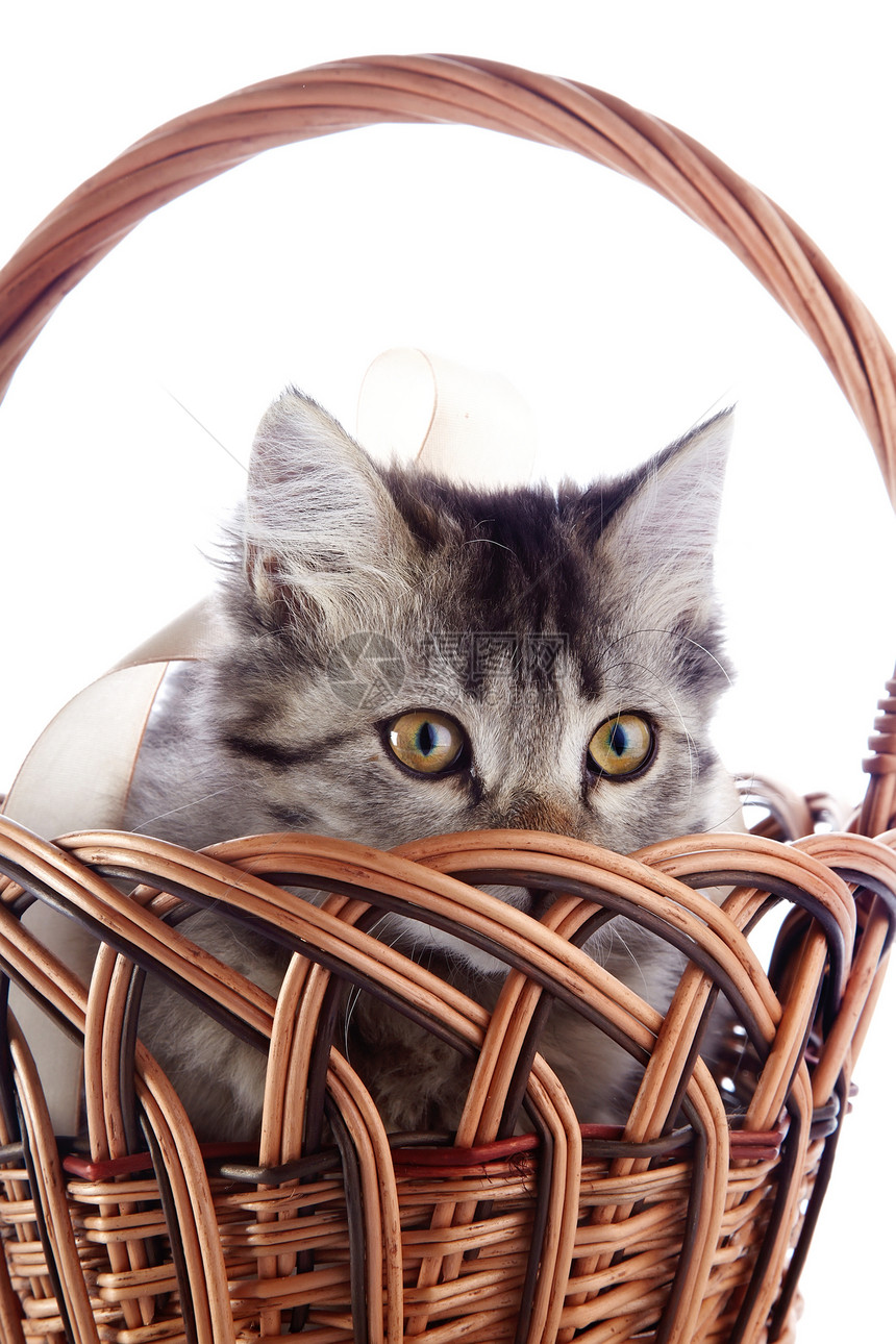 条纹猫从一个小篮子上看出来图片