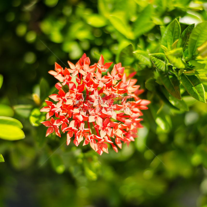 绿叶上红色的Ixora花朵背景图片