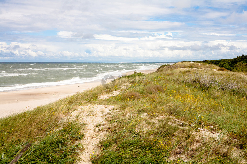 波罗的海绿色水平植物蓝色爬坡沙嘴沙丘海滩花朵白色图片