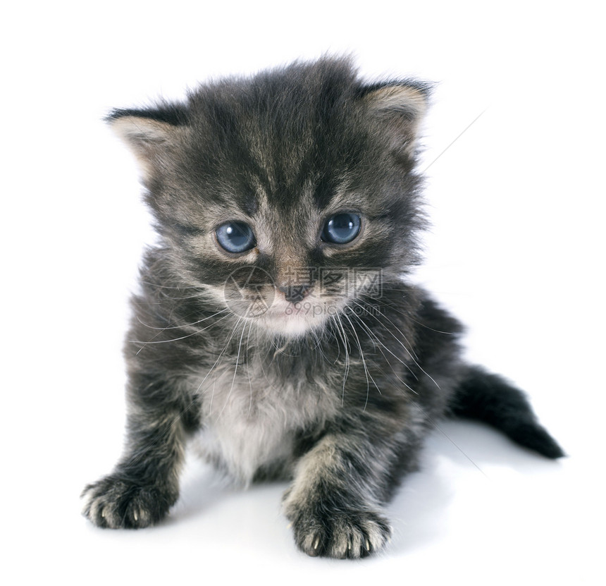 灰小灰猫灰色虎斑警觉动物眼睛蓝色工作室宠物大花猫图片