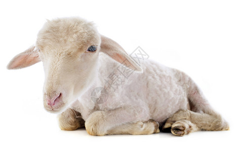 年轻羊羔农场母羊动物工作室白色婴儿乡村背景图片