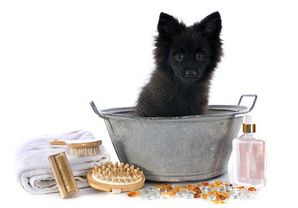 洗完澡后浴室香水刷子犬类黑色洗发水洗涤泡沫香味宠物高清图片