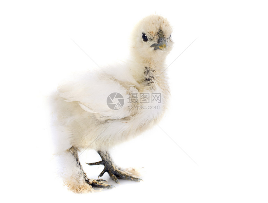 年轻的丝绸宠物农场工作室动物脚鸡公鸡白色家禽小鸡乡村图片