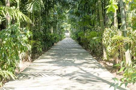 丛林小路长着许多树的自然通路叶子小路异国木槿人行道公园木头丛林情调森林背景