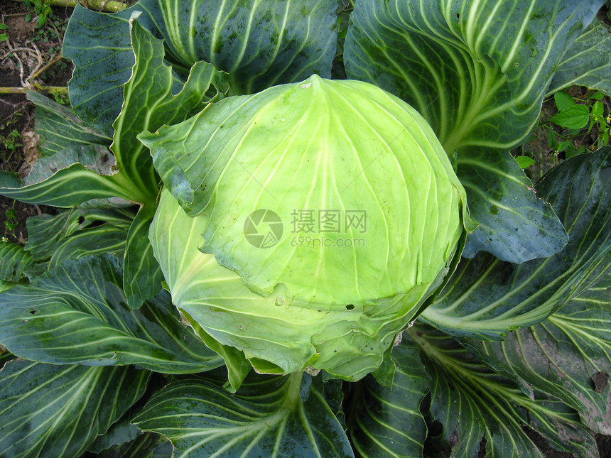 绿色卷心菜大头圆形生活盘子收成营养季节植物农业气味半成品图片