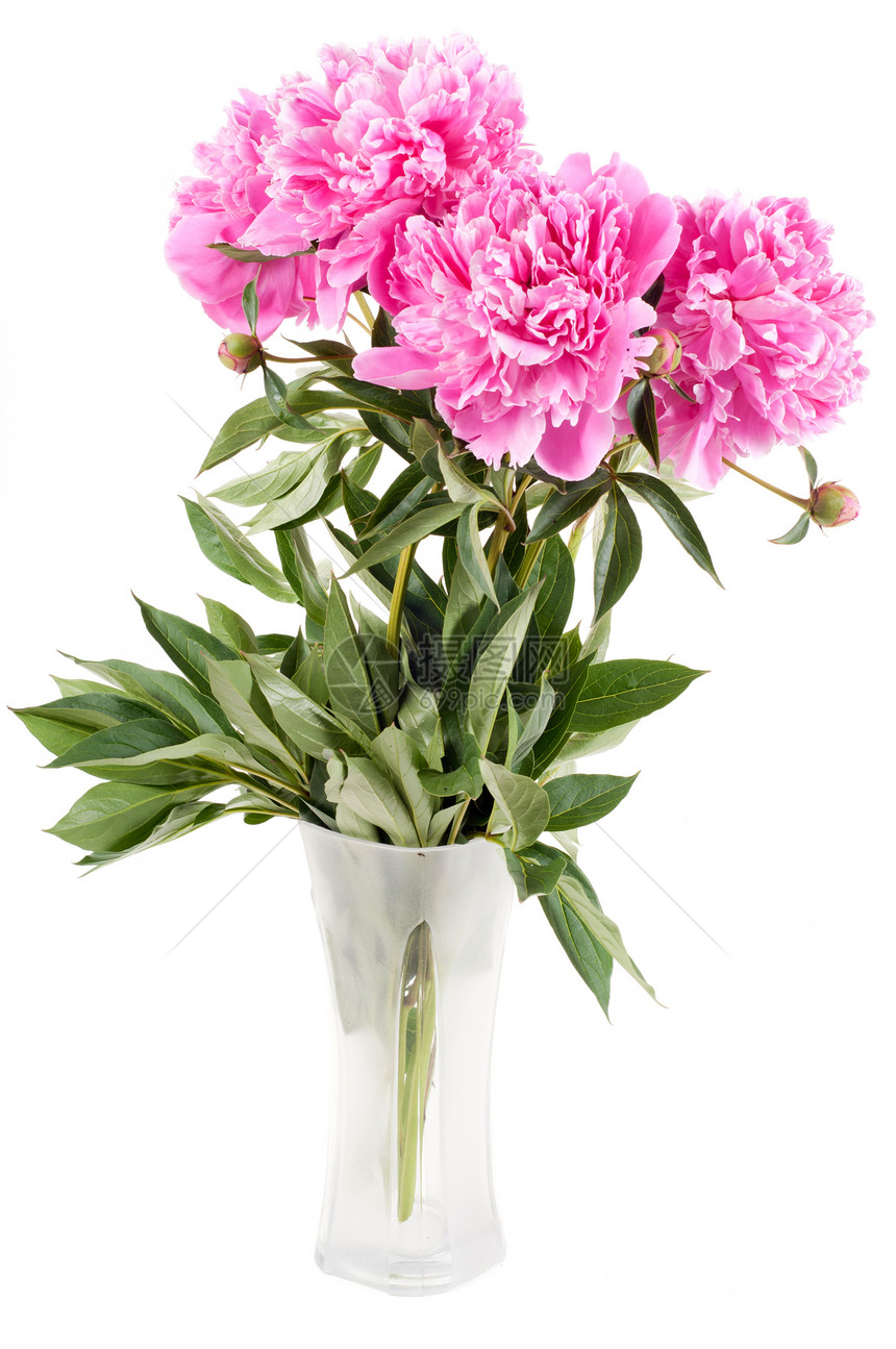 粉红小马叶子植物群花园花瓶季节植物礼物花瓣花束宏观图片