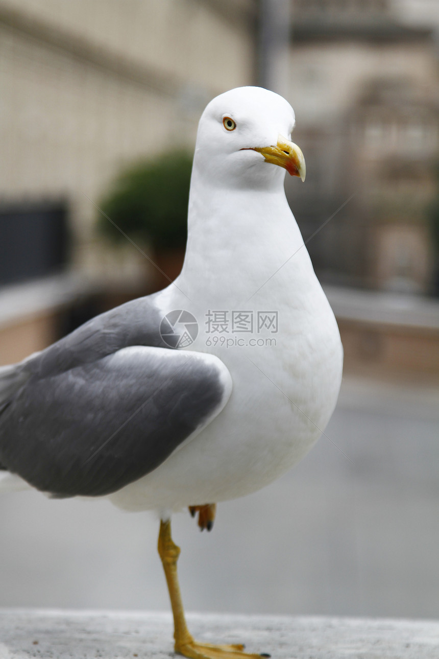 海鸥鸟城市图片