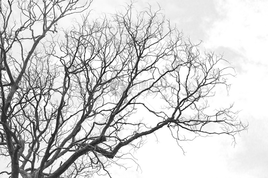 死树分枝艺术植物季节枯树死亡花园装饰品生长蓝天叶子图片