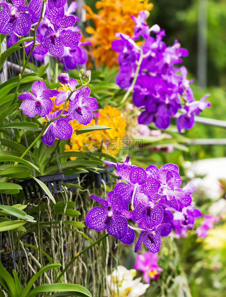 紫Vanda兰花环境异国花园香气公园植物芳香浪漫疗法花瓣图片
