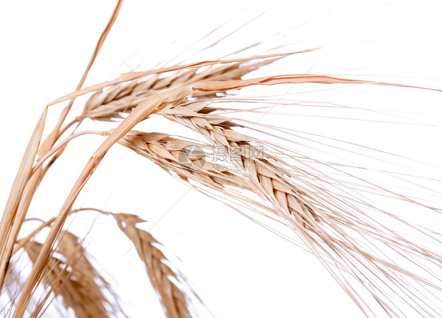小麦谷物生长农民耳朵粮食内核白色宏观收成金子图片