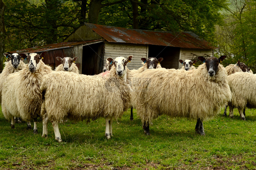 羊牧场农田农村食物羊毛家畜哺乳动物母羊库存羊肉图片