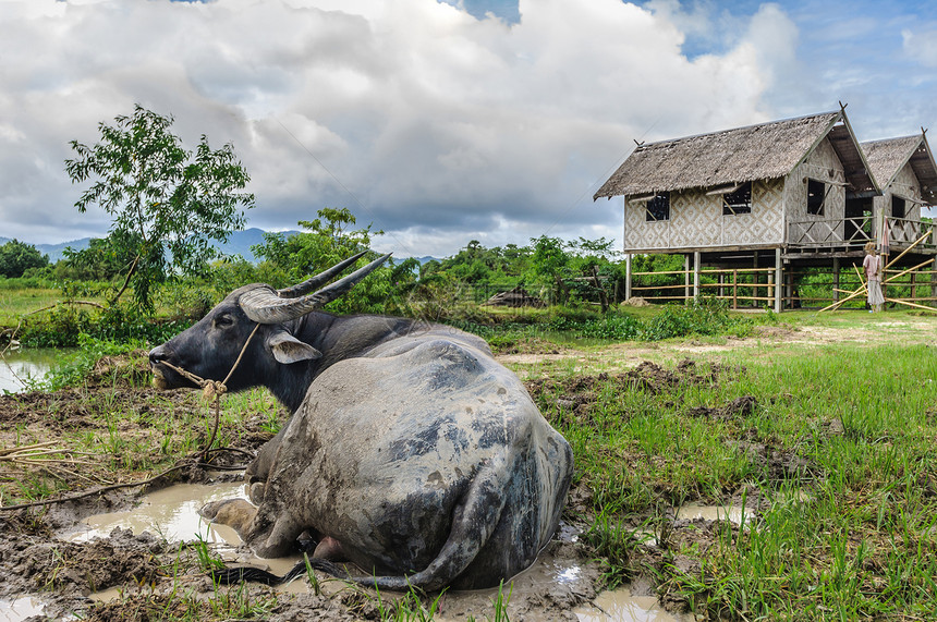 泰国或亚洲的畜牧农民水坑工人众生家畜培育卷轴偶数哺乳动物水牛男人图片