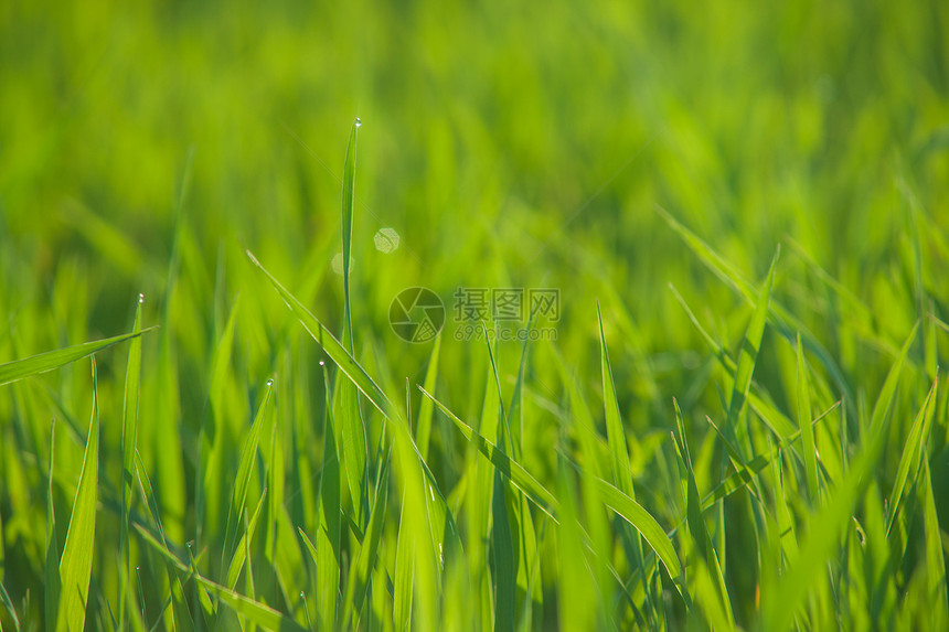 紧密的新鲜草地上 有水滴季节雨滴谷物杂草环境植物群宏观生长反射场地图片