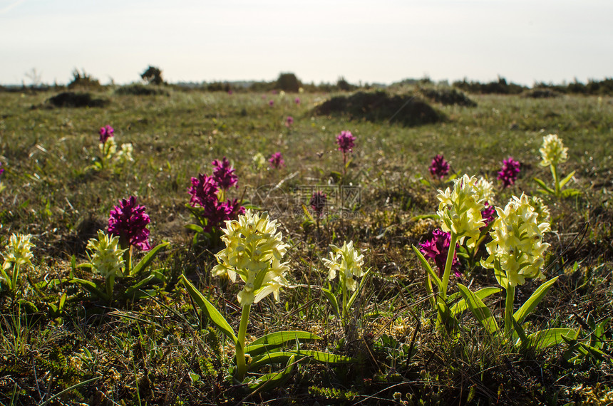 春季美丽野生动物草地荒野兰花草原太阳夏花紫色野花植物群图片