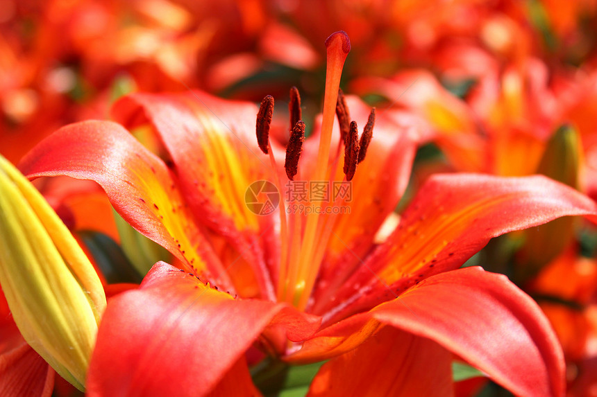 美丽的红冠百合花花束叶子阳光横梁花坛植物学灌木丛芳香花瓣树叶图片
