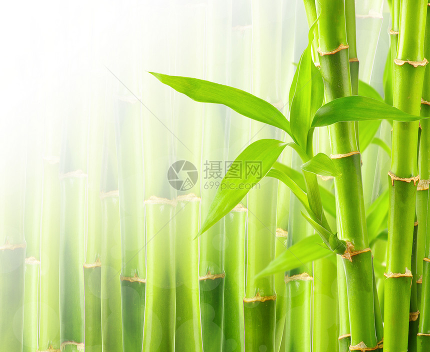 带复制空间的竹布背景温泉运气边界花园生态生活生长园艺风水植物图片