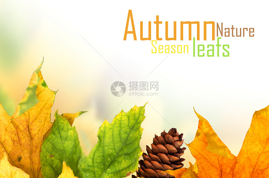 在白背景上孤立的秋天绿叶植物橙子宏观灯光静脉横梁太阳季节框架拼贴画图片