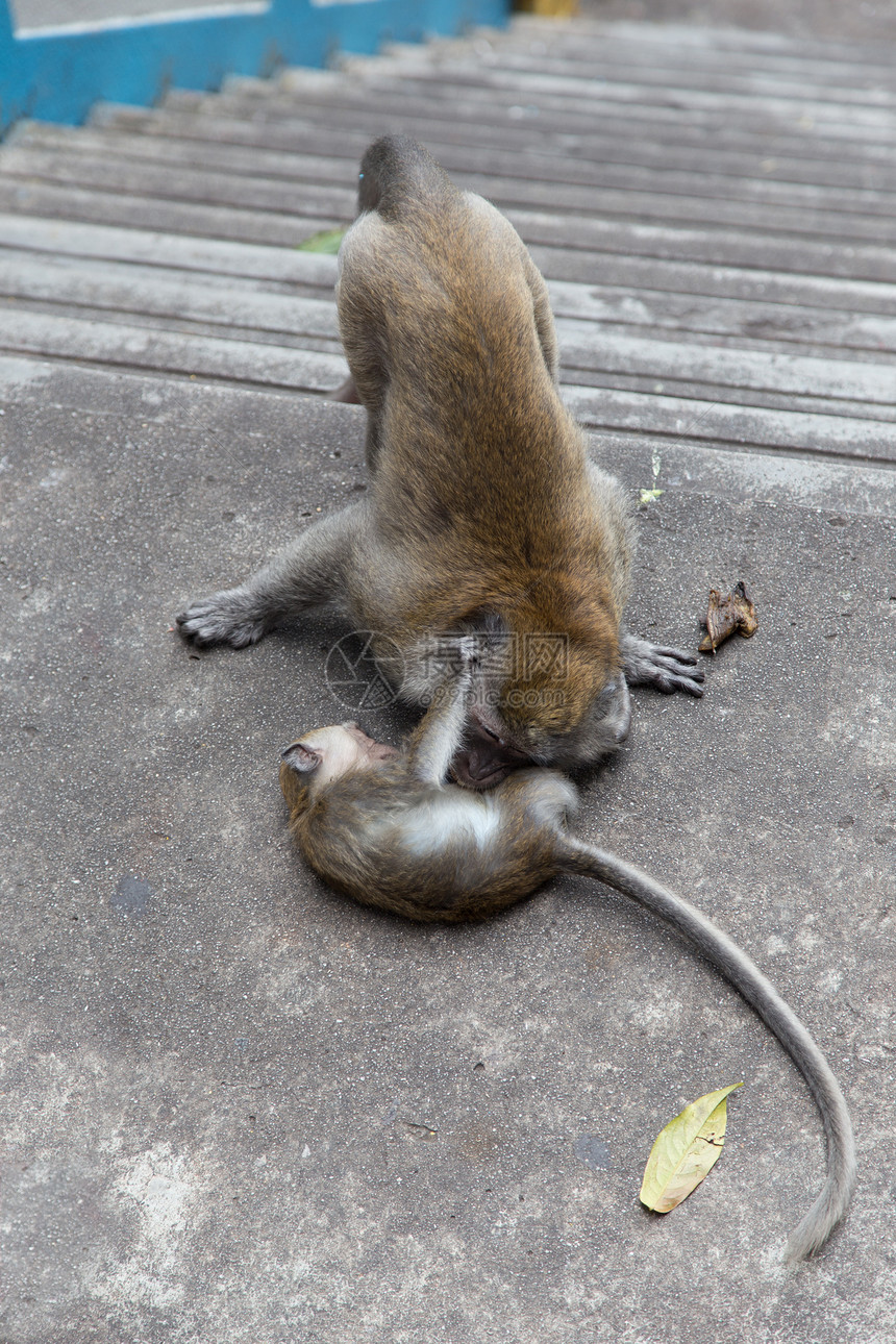 巴图洞穴的Cynomolgus猴子哺乳动物荒野摄影动物生物学图片