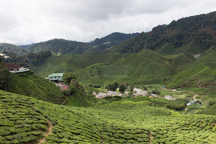 马来西亚卡梅隆高地茶田茶田农场园景风景植物叶子绿色茶树场地茶叶农业图片