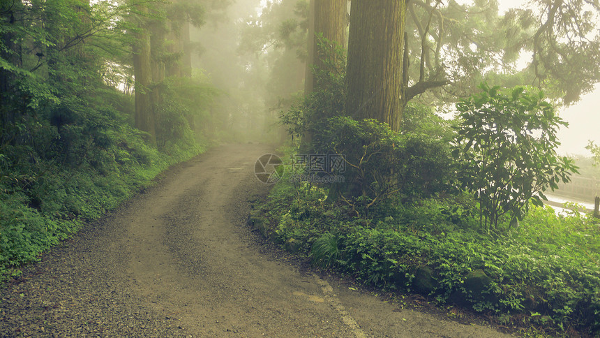 迷雾道路公园生态松树环境森林木材图片