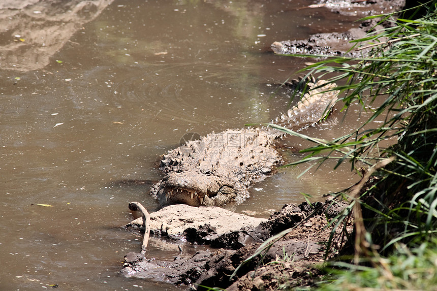 鳄鱼旅行地标全景鳄科马赛驱动器地方国家目的地动物图片