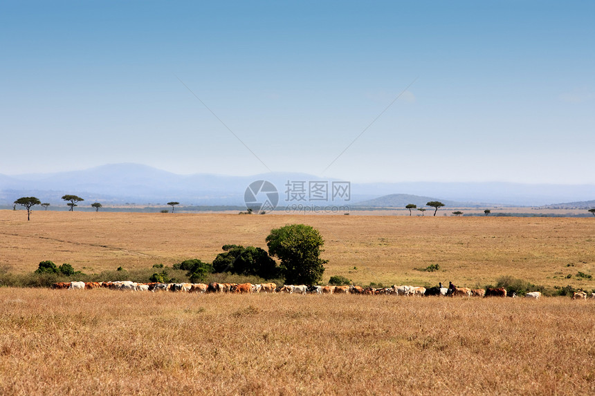 马赛马拉树木野生动物背景大草原奶牛地方马赛地标目的地旅行图片